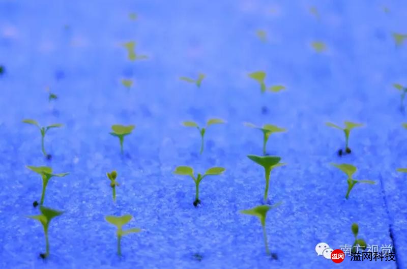 溢網(wǎng)植物工廠7 (1).jpg