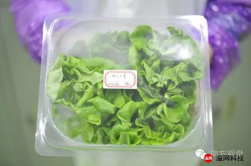 溢網(wǎng)植物工廠15 (1).jpg