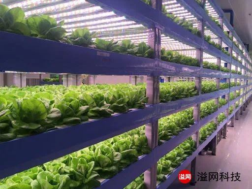 溢網(wǎng)植物工廠1.jpg